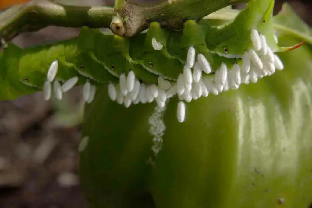 Hornworms plaguing plants  garden